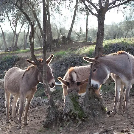 Farm stay Fattoria Di Maiano *